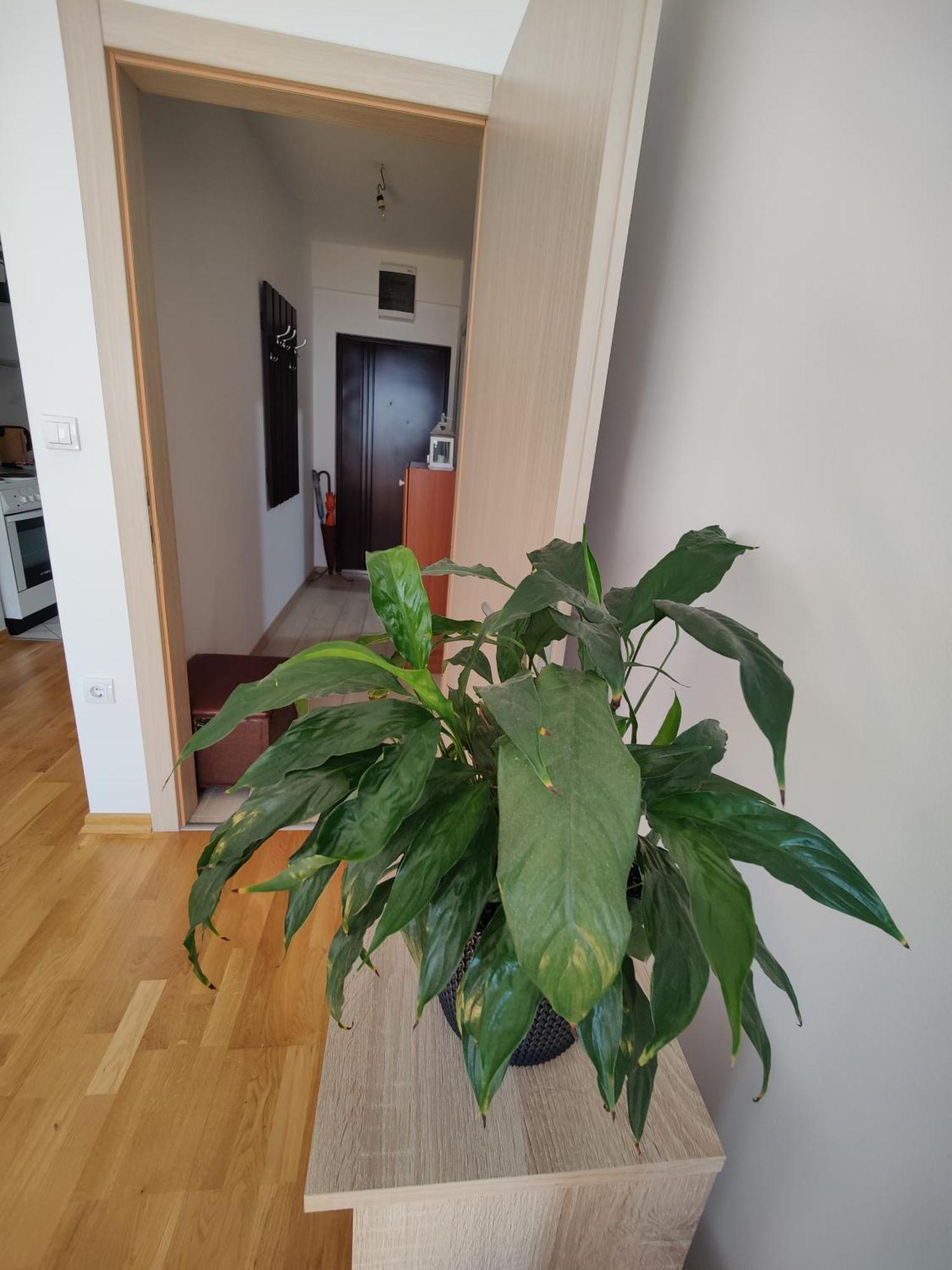 Apartman Aleksic Nis Exterior photo