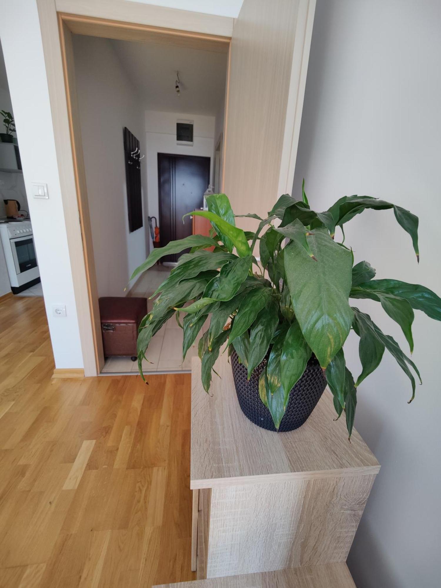 Apartman Aleksic Nis Exterior photo